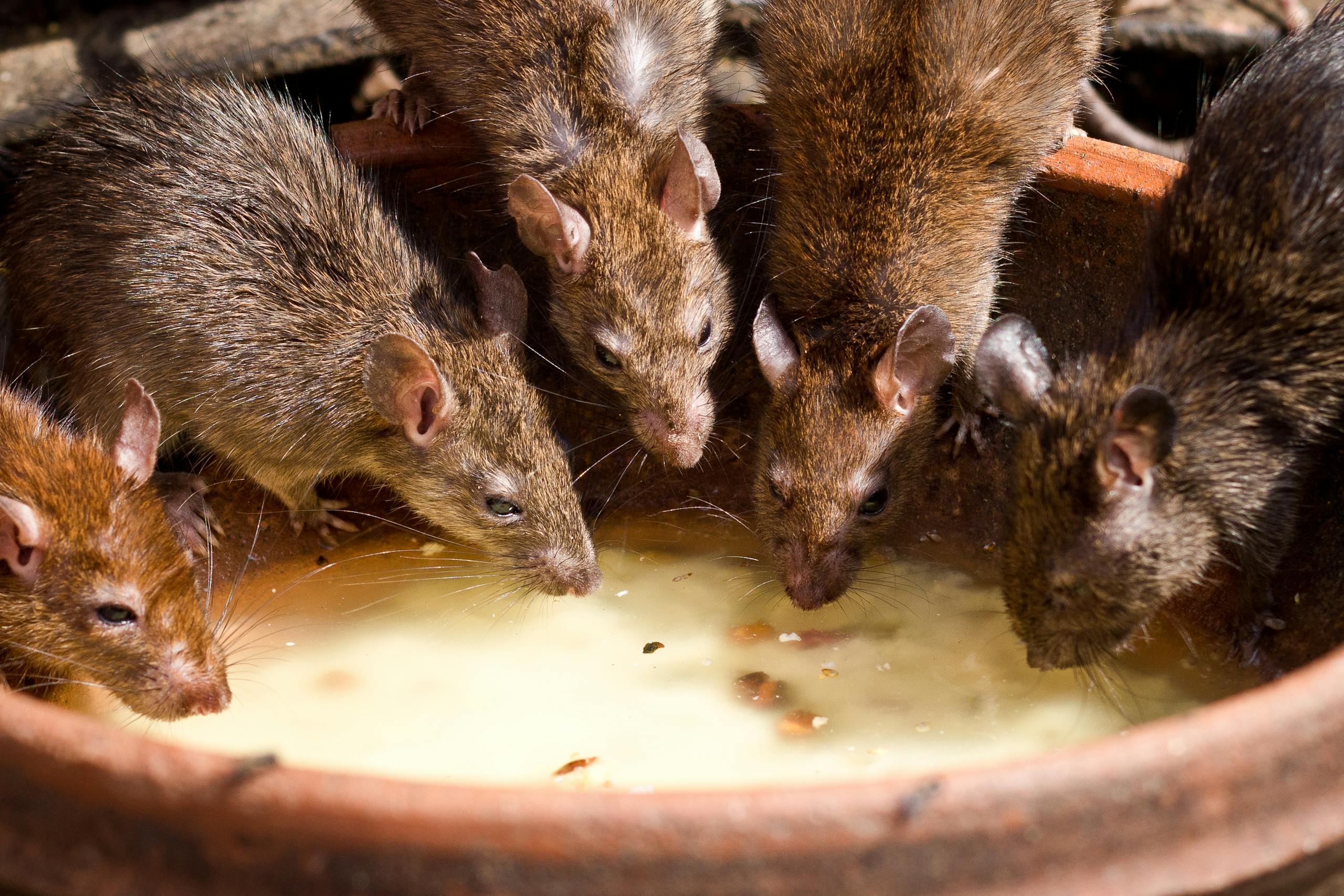 A group of brown rats drinking milk from a bowl outdoors in natural light.