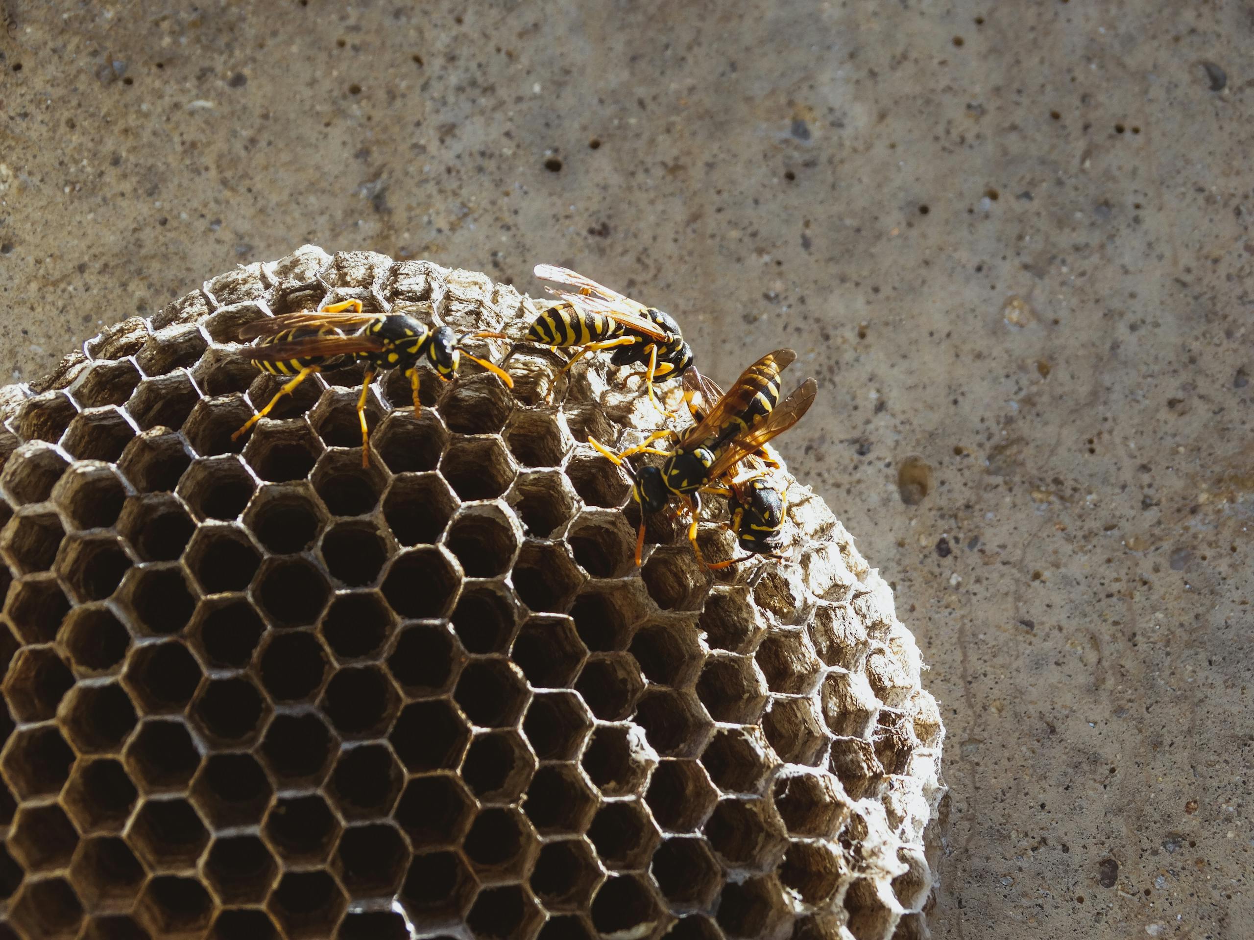 Close-up of wasps on a honeycomb structure. Perfect for educational or nature content.