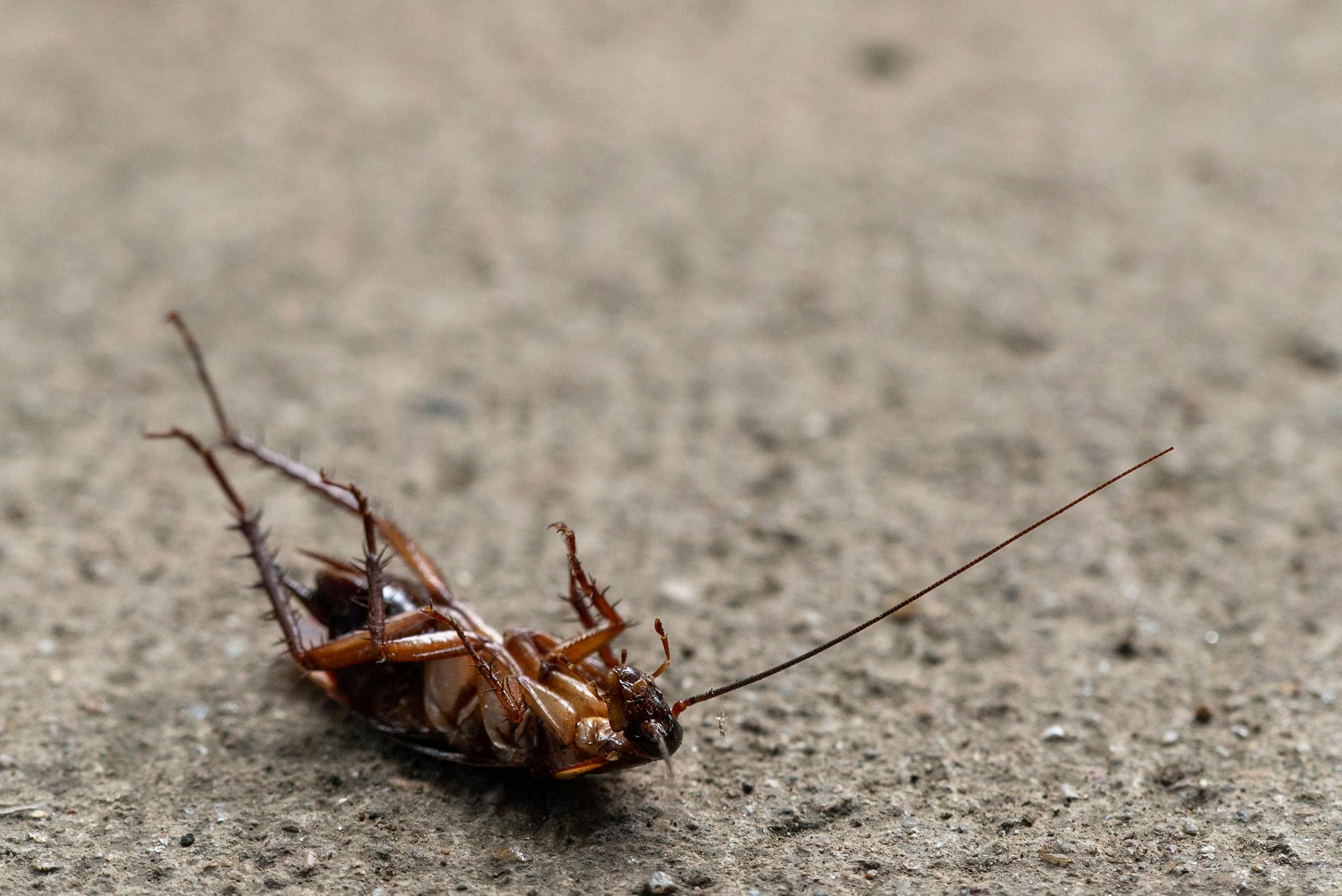 Detailed close-up of a cockroach lying on its back on a sandy surface.