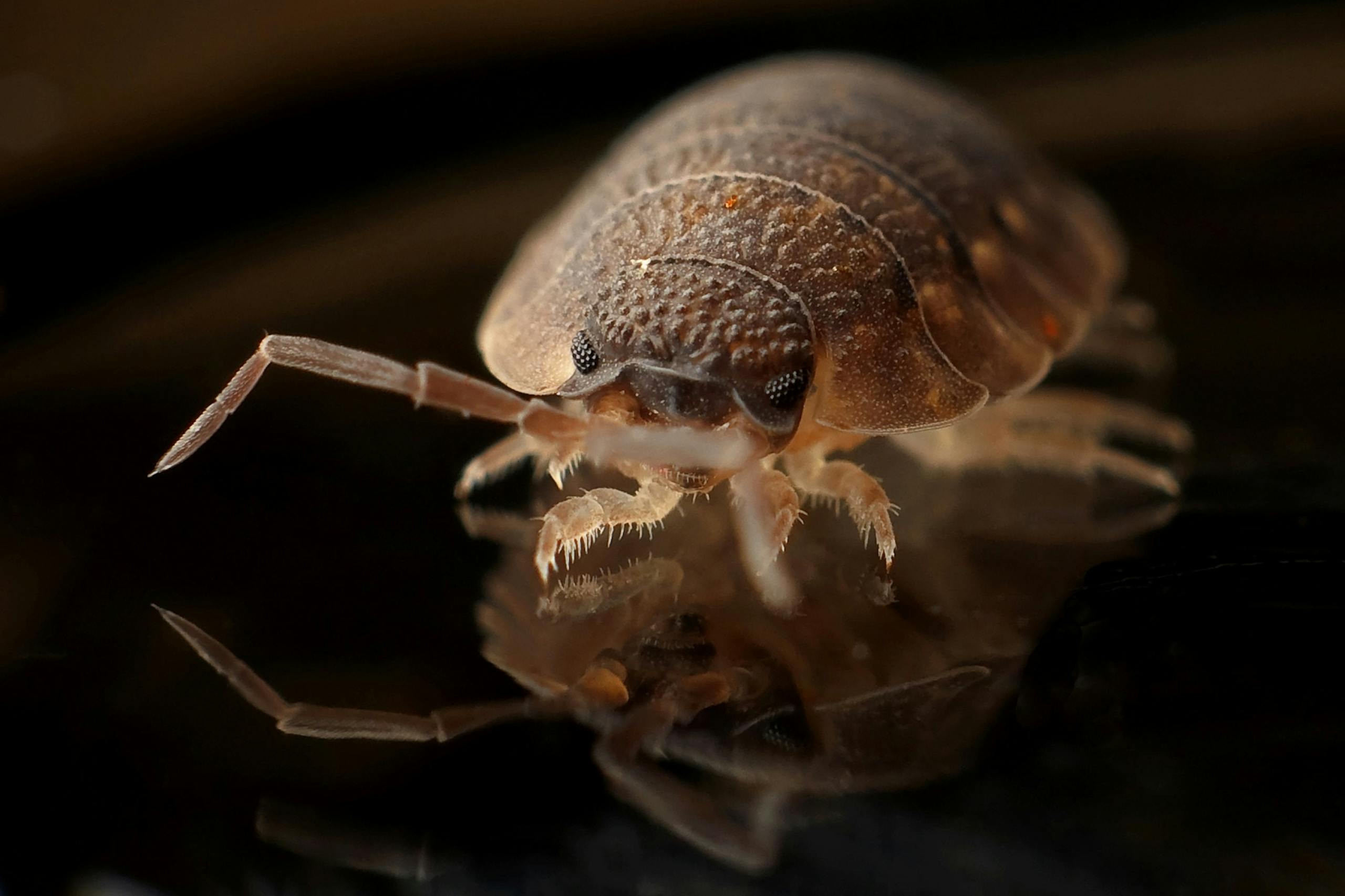 Detailed macro image of a bed bug reflecting on a surface, showcasing the insect's texture.