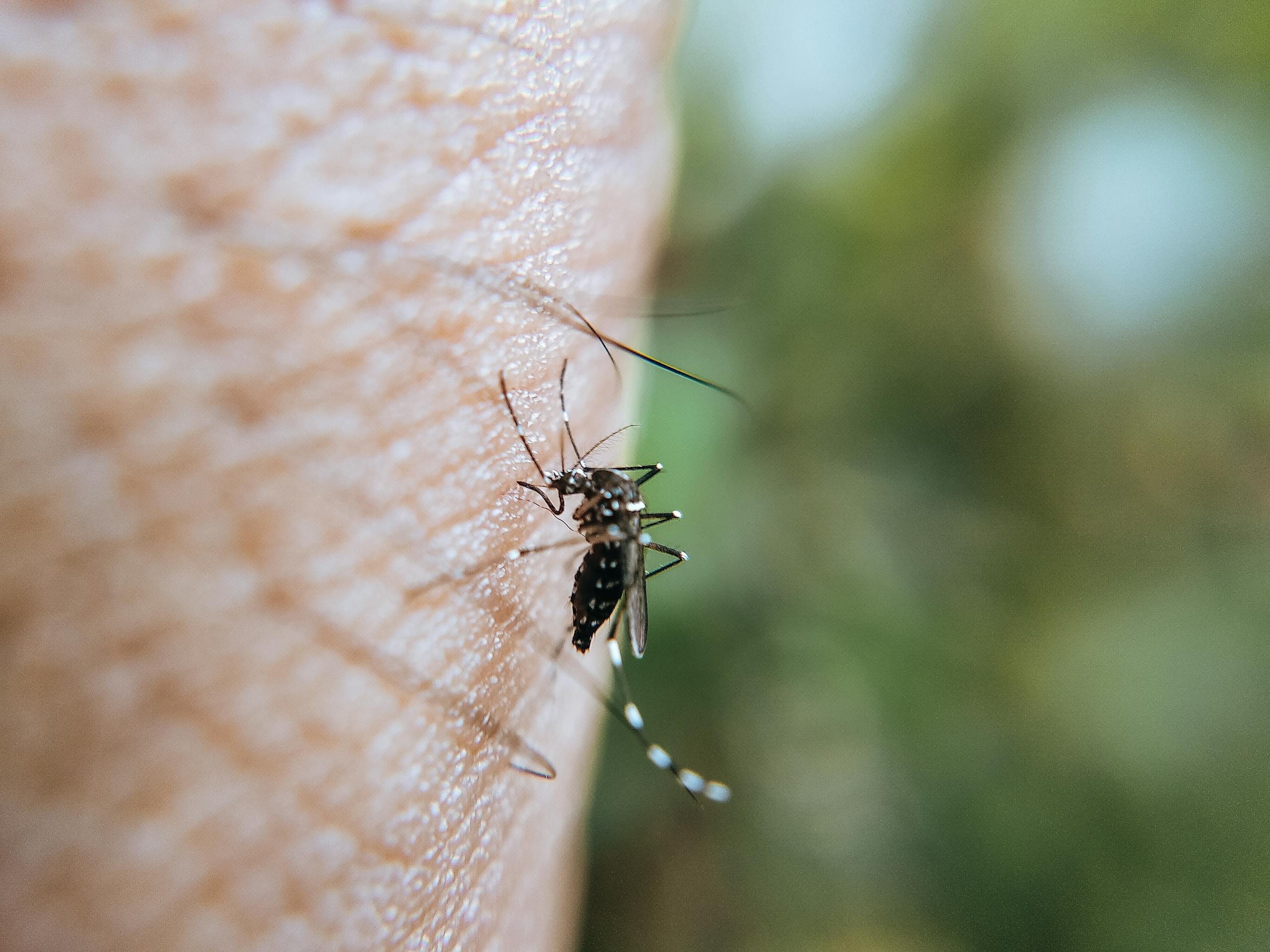 Detailed macro shot of a mosquito biting human skin, highlighting the insect's features.