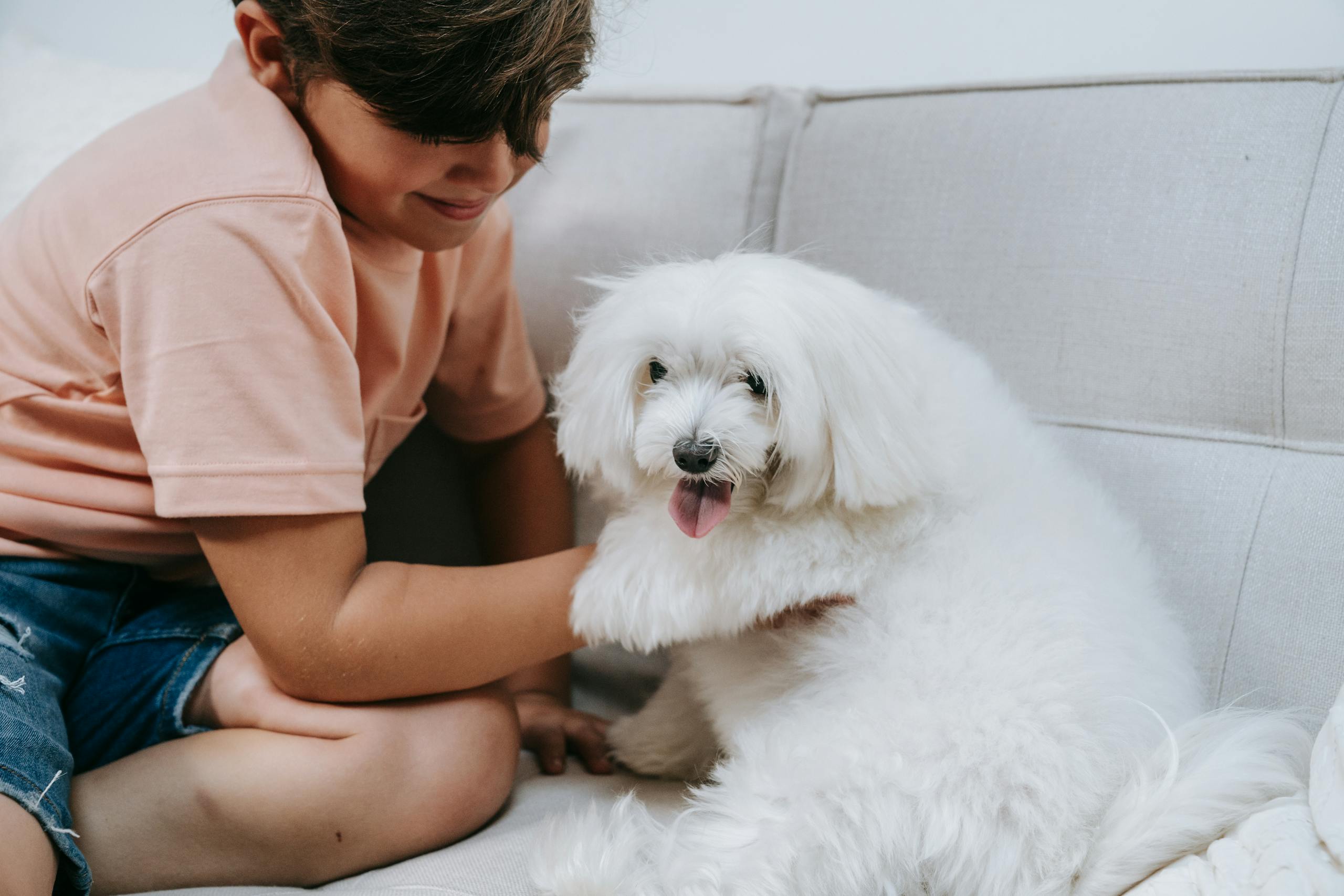 Young boy enjoys playful moment with fluffy white Maltese dog on a light-colored sofa.